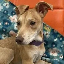 A baby medium-sized male Yellow / Tan / Blond / Fawn Terrier dog named Theodore for adoption in Calverton, NY