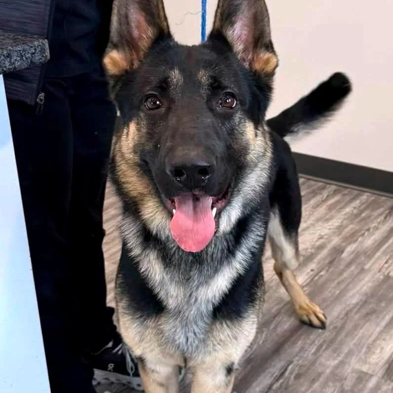 A young large-sized male Black German Shepherd Dog named Hercules for adoption in Van Horne, IA