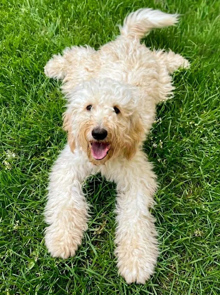 A baby medium-sized female Poodle dog named Lillie for adoption in Vashon, WA
