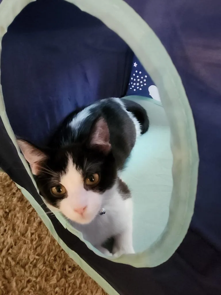 A baby medium-sized female Domestic Short Hair cat named Raquel for adoption in Rice Lake, WI