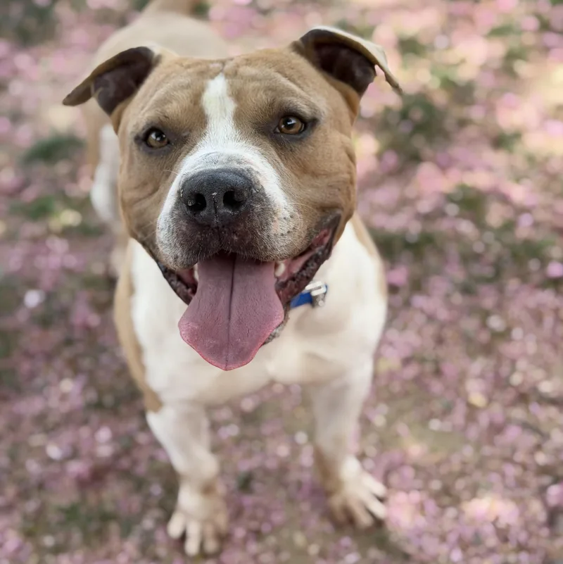 An adult medium-sized male White / Cream Pit Bull Terrier dog named 26-00457 for adoption in Fredericksburg, VA