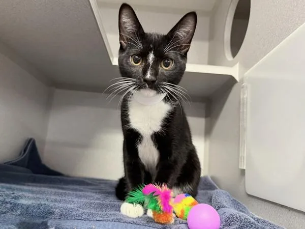 A young medium-sized male Domestic Short Hair cat named Lux for adoption in New York, NY