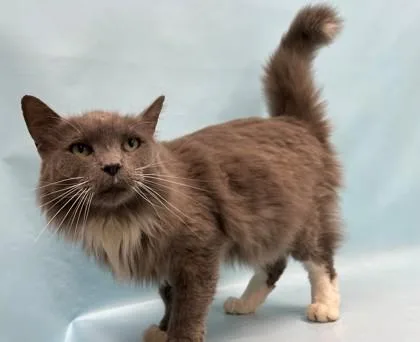 An adult small-sized male Domestic Long Hair cat named Prince for adoption in Coon Rapids, MN