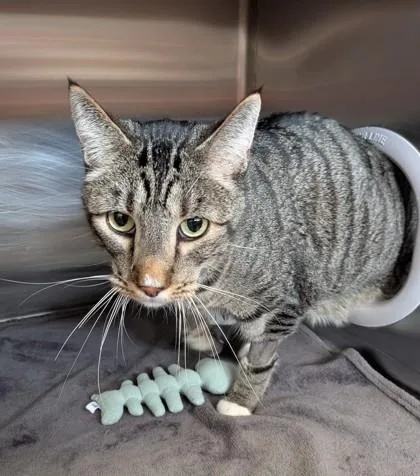 An adult medium-sized male Domestic Short Hair cat named Capone for adoption in Missoula, MT
