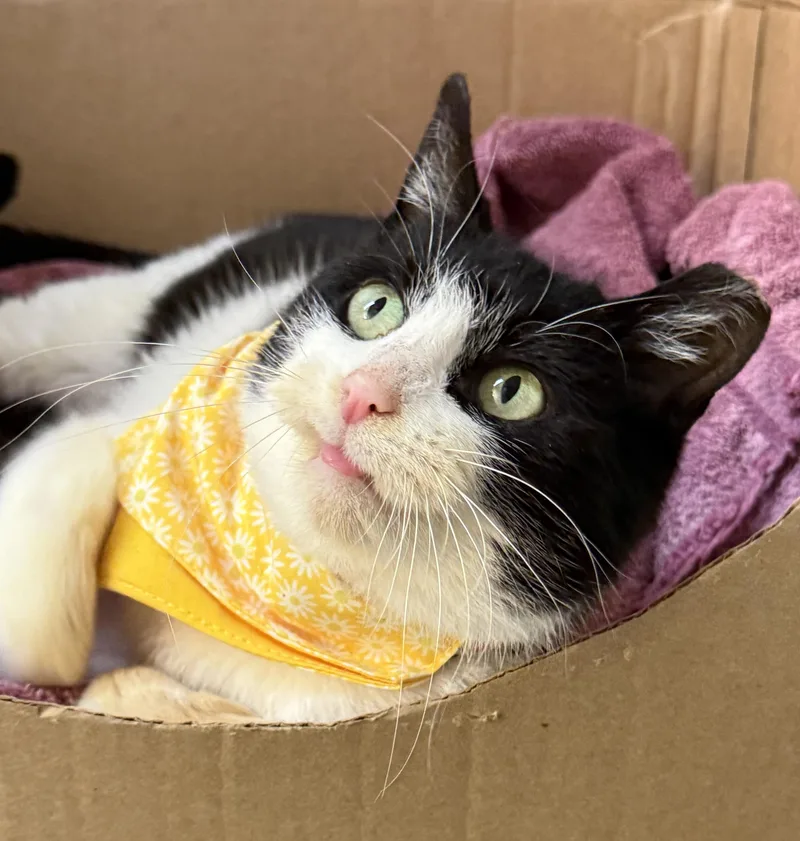 An adult medium-sized female Black & White / Tuxedo Domestic Short Hair cat named Holly for adoption in Frewsburg, NY