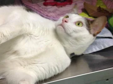 A senior large-sized female Black & White / Tuxedo Domestic Short Hair cat named Baby for adoption in Annapolis, MD