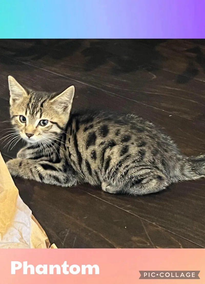 A baby small-sized male Domestic Short Hair cat named Phontom for adoption in Newberg, OR