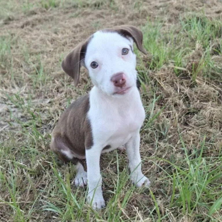 Kona