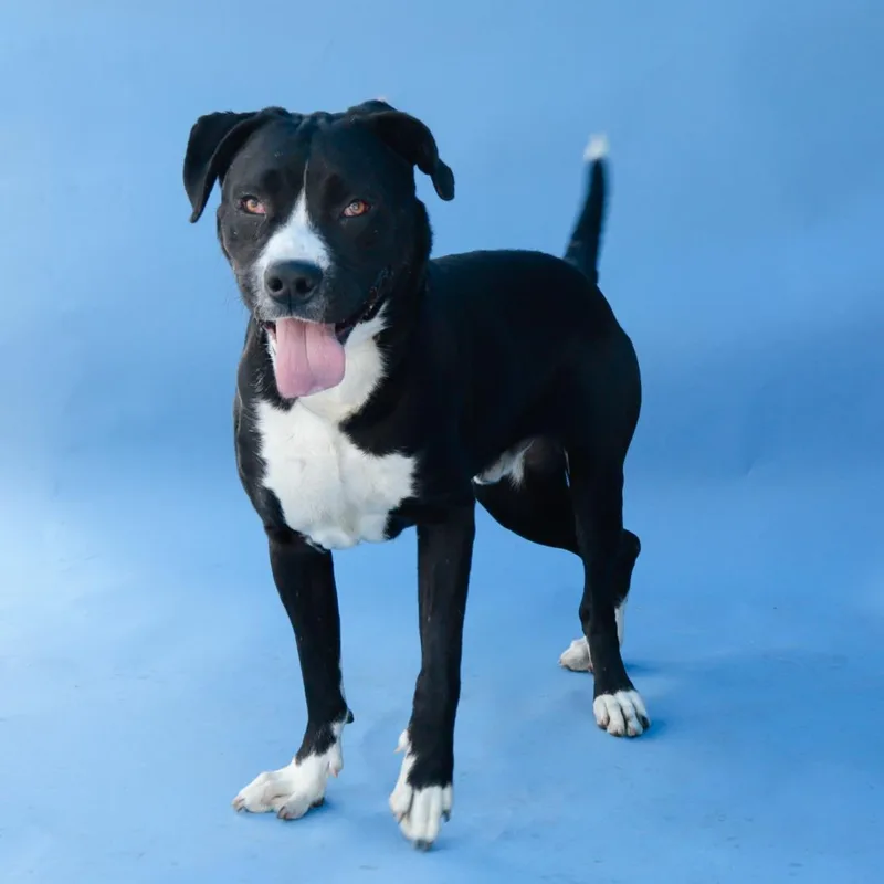 An adult extra large-sized male Pit Bull Terrier dog named Scooter for adoption in Pasadena, CA