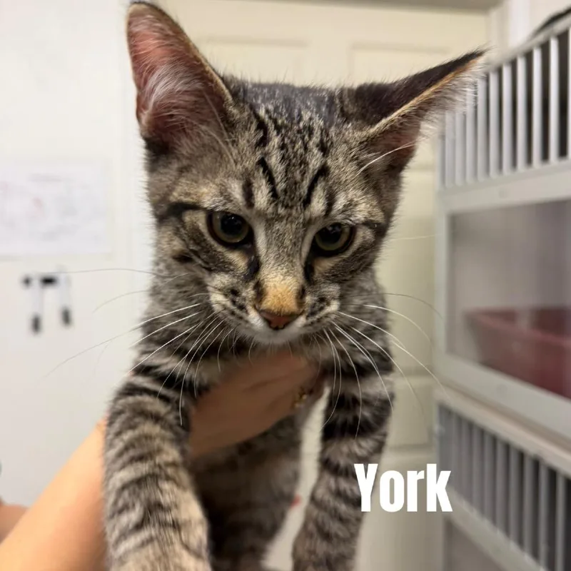 A young small-sized male Brown / Chocolate Domestic Short Hair cat named York Meet me at for adoption in Buffalo, MN