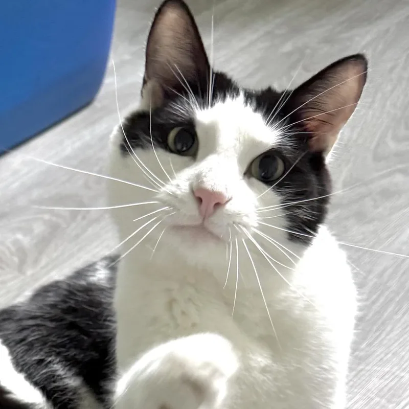 An adult small-sized male Black Domestic Short Hair cat named Ziggy for adoption in Goshen, IN