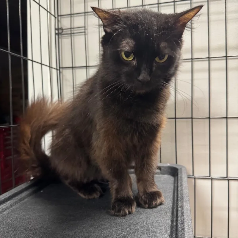 An adult medium-sized female Black Domestic Medium Hair cat named Missy ARC for adoption in Akron, NY