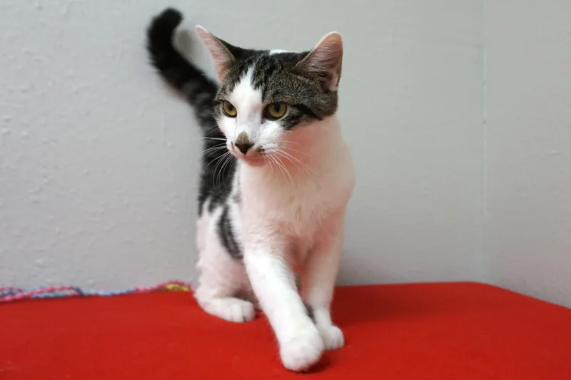 A baby small-sized male Domestic Short Hair cat named Manny for adoption in Fountain Hills, AZ