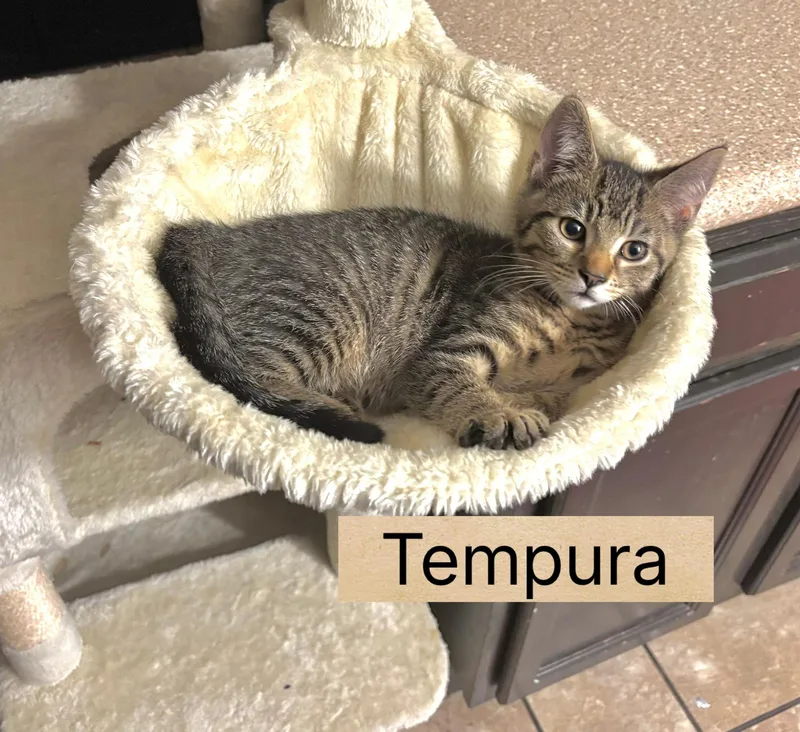 Tempura thumbnail 2