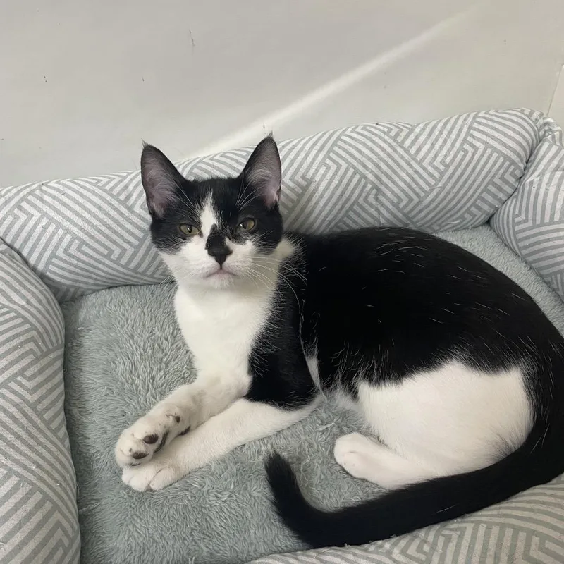 A young medium-sized female Black Domestic Short Hair cat named Maggie Walker for adoption in Eagle Mountain, UT