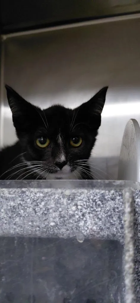 A baby small-sized male Domestic Medium Hair cat named Sable for adoption in Henderson, NC