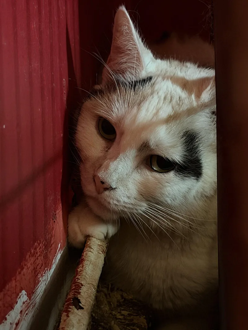 An adult medium-sized female Domestic Short Hair cat named Charity for adoption in Broomall, PA