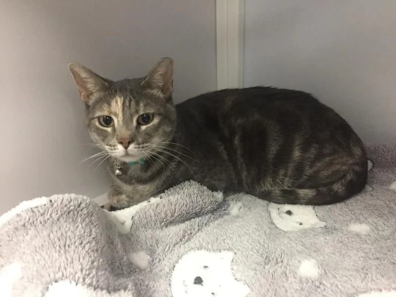 A young medium-sized female Domestic Medium Hair cat named Aurora for adoption in Peoria, AZ
