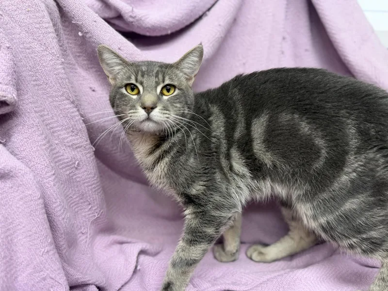 An adult medium-sized male Tabby (Gray / Blue / Silver) Domestic Short Hair cat named Gilbert for adoption in Oakdale, CA