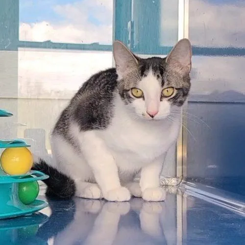 A baby medium-sized male Tabby (Gray / Blue / Silver) Domestic Short Hair cat named Trico for adoption in Elizabeth, IL