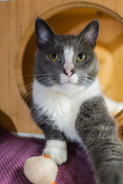 An adult medium-sized male Gray & White Domestic Short Hair cat named Geo for adoption in Herndon, VA