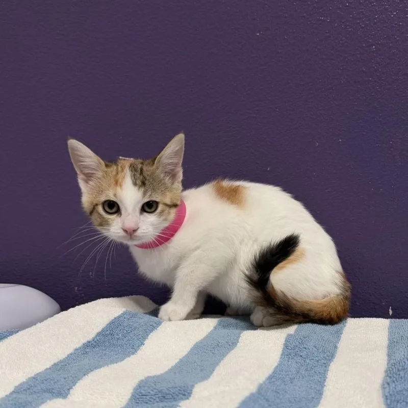 A baby small-sized female White Domestic Short Hair cat named Numi for adoption in Englewood, FL