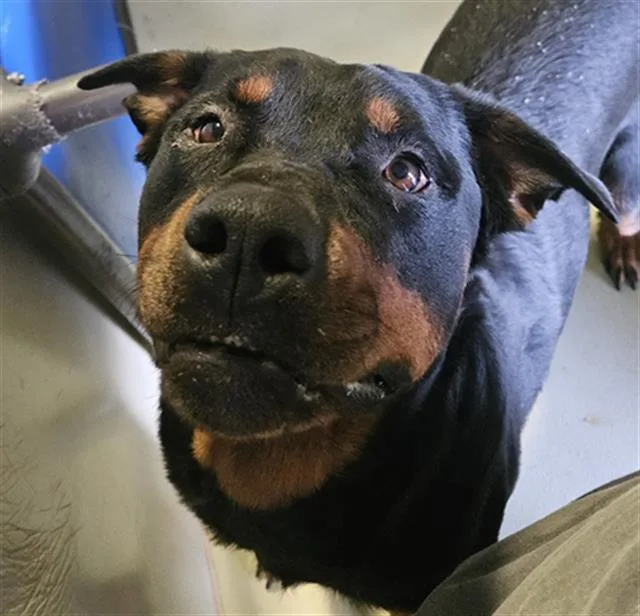 An adult medium-sized female Black Rottweiler dog named Princess URGENT for adoption in Thousand Oaks, CA