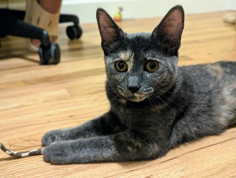 A baby medium-sized female Dilute Tortoiseshell Domestic Short Hair cat named Turtle for adoption in Seattle, WA