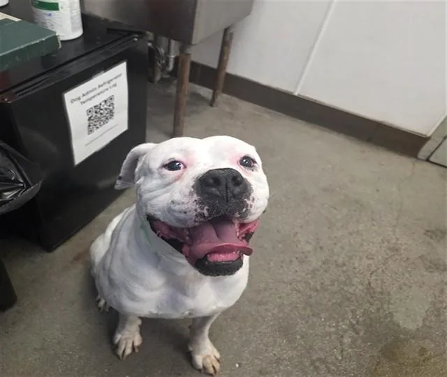 An adult large-sized male American Bulldog dog named Buddy Love for adoption in Tucson, AZ