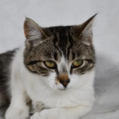 A young small-sized female Brown / Chocolate Domestic Short Hair cat named Lilo for adoption in Johnson City, TN