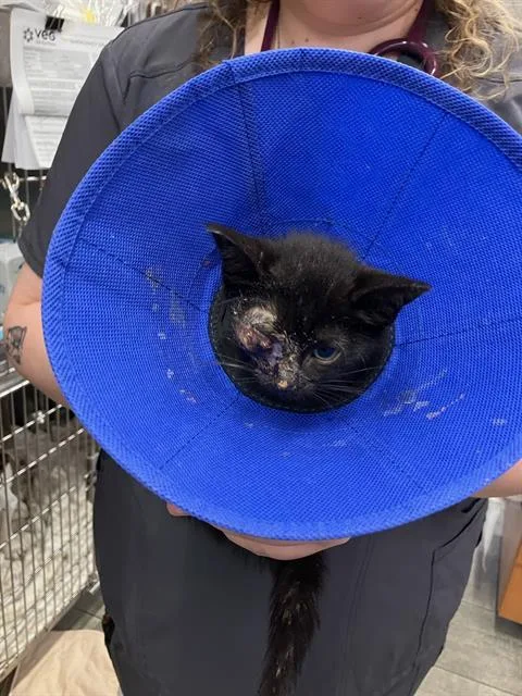 A baby medium-sized male Domestic Short Hair cat named Geo for adoption in Dallas, TX