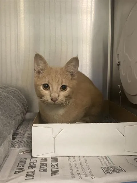 A young small-sized male Domestic Short Hair cat named Max for adoption in Dallas, TX