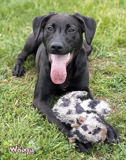 An adult medium-sized female Labrador Retriever dog named Wonga for adoption in Mason, MI