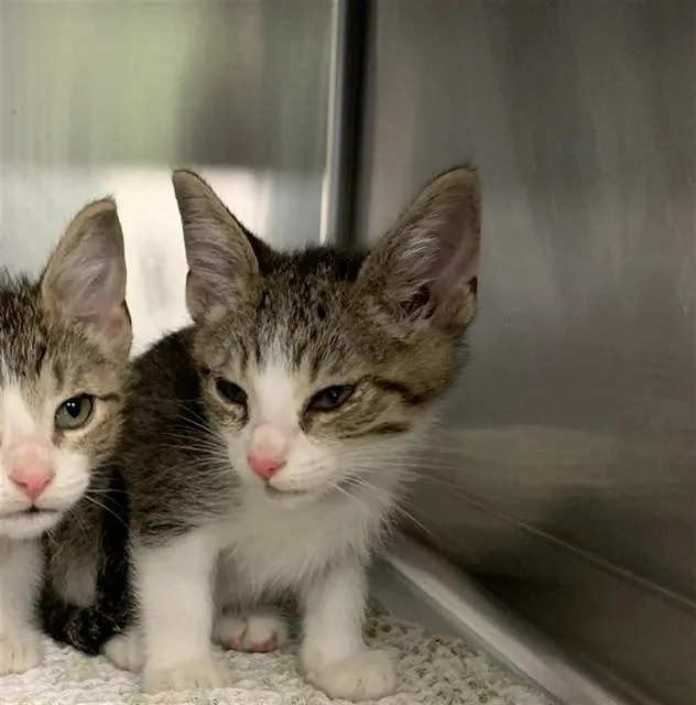 A baby small-sized male Domestic Short Hair cat named Bleu Cheese for adoption in Grand Prairie, TX