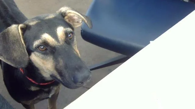 A young large-sized female Mixed Breed dog named Cherry for adoption in Dallas, TX
