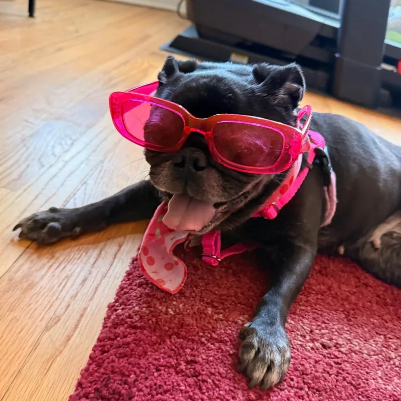 A senior small-sized female Black Pug dog named Rose for adoption in Wheeling, IL