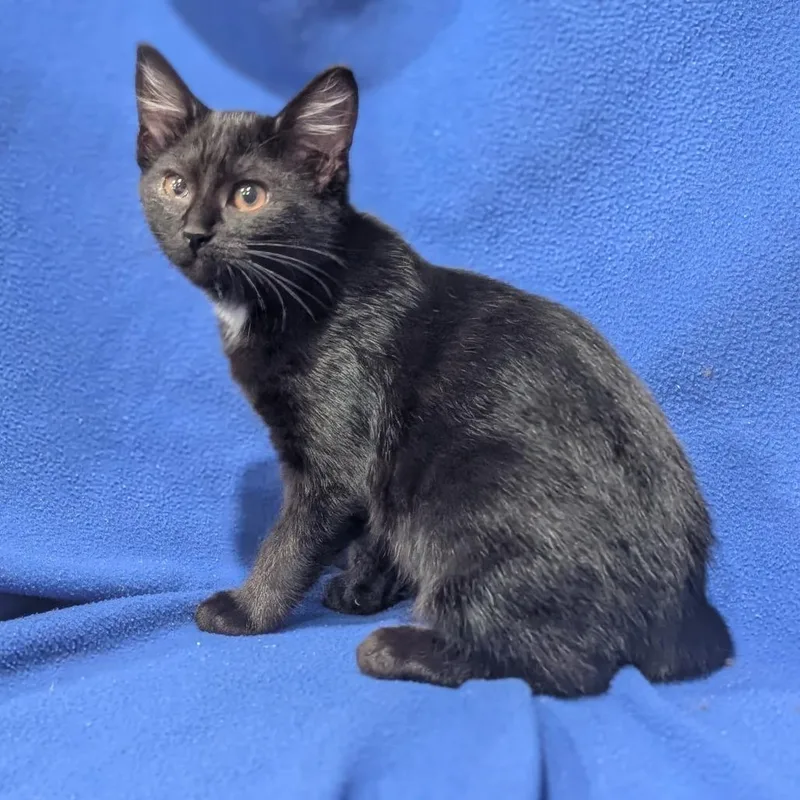 A baby small-sized female Black Domestic Short Hair cat named Karma for adoption in Smithville, TN