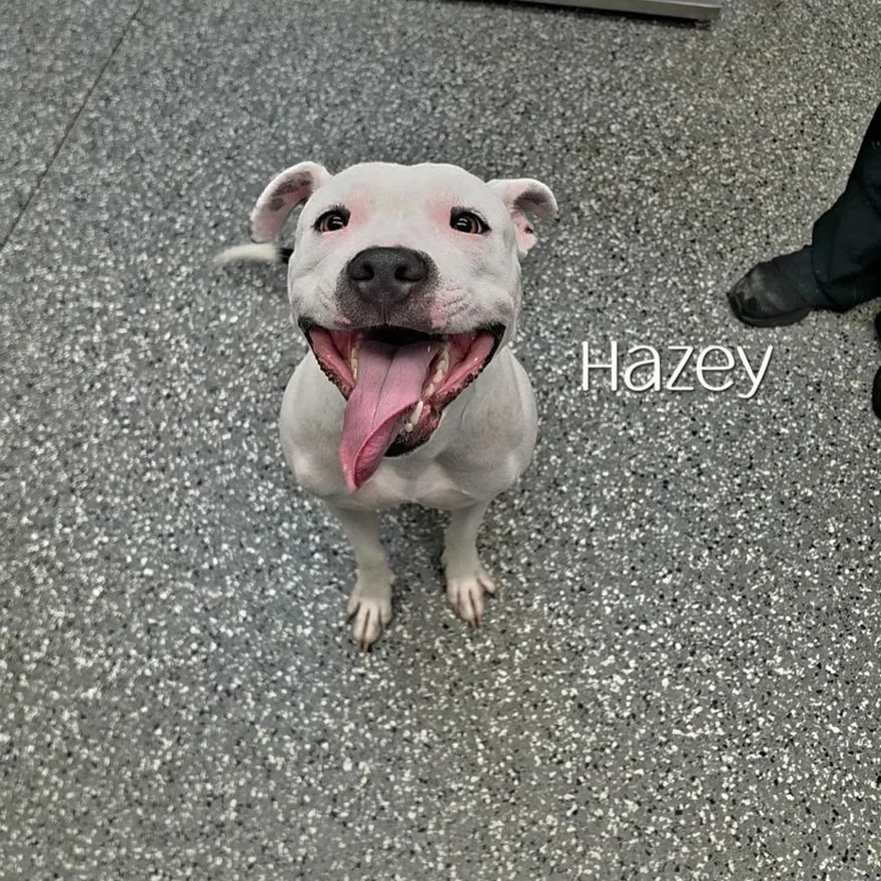 A young medium-sized female Pit Bull Terrier dog named Hazey for adoption in Parkersburg, WV