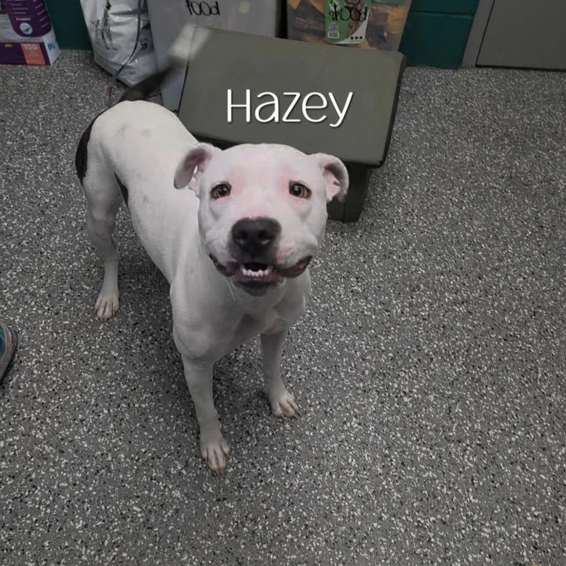 Hazey thumbnail 4