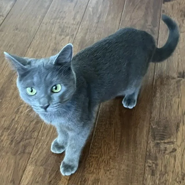 A young medium-sized female Domestic Short Hair cat named Zya for adoption in Lincoln, CA