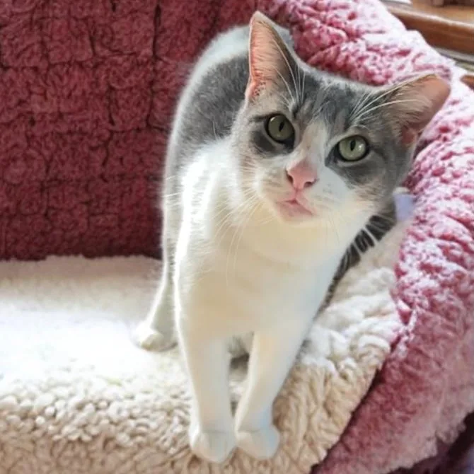 Perla