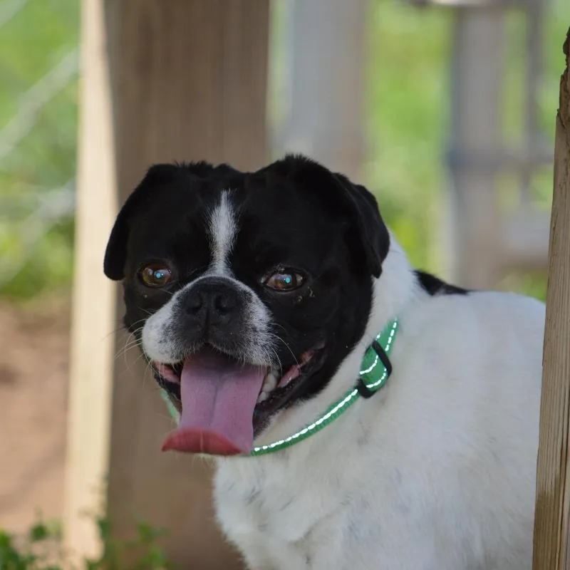 An adult small-sized male Black Pug dog named Moose for adoption in Camden, DE
