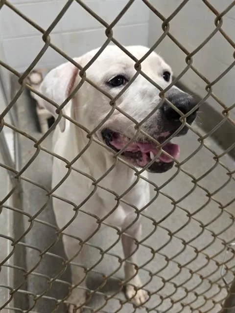 An adult large-sized male Labrador Retriever dog named Wilbur for adoption in Huntsville, AL