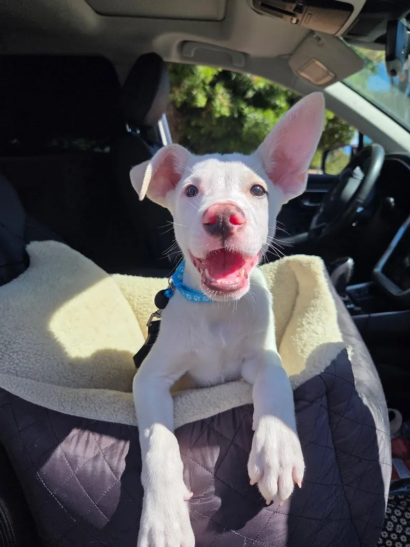 Casper thumbnail 5