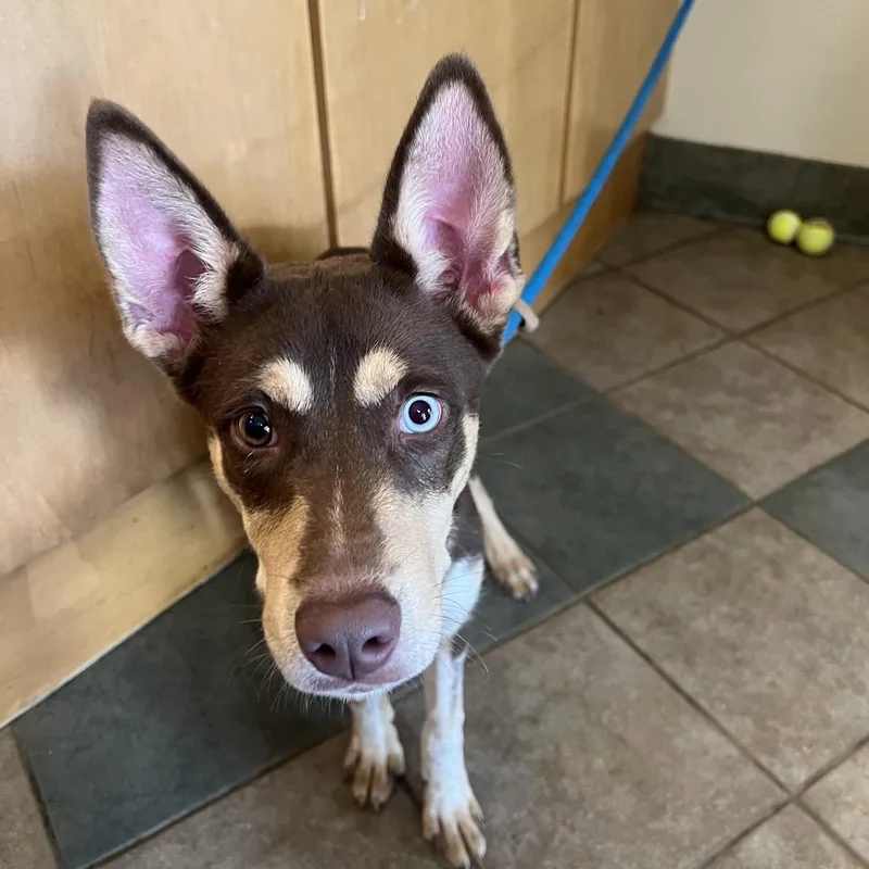 A young medium-sized female Brown / Chocolate Mixed Breed dog named Nova for adoption in Chattanooga, TN