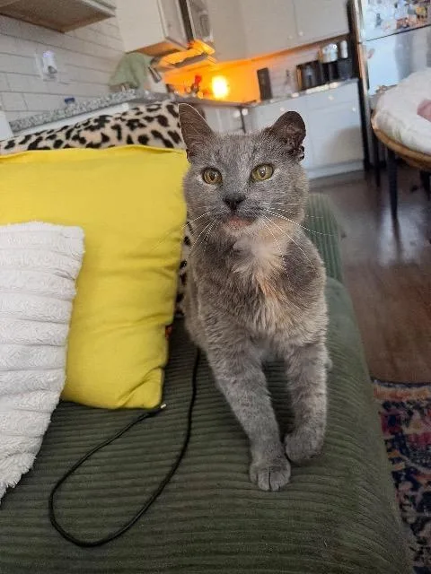 A senior medium-sized female Domestic Short Hair cat named Karen for adoption in Cincinnati, OH