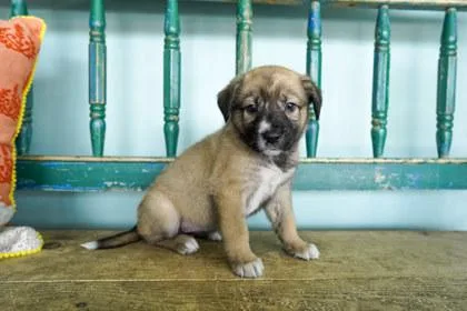A baby small-sized female Fox Terrier dog named Swimsuit for adoption in San Antonio, TX