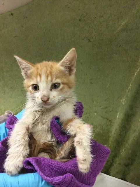 A baby small-sized female Domestic Short Hair cat named Garlic for adoption in Riverside, CA