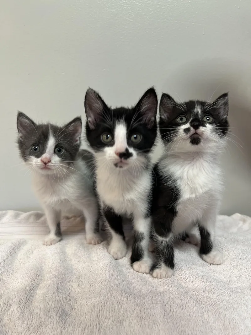 A baby medium-sized female Domestic Short Hair cat named Mochi for adoption in Rochester , NY