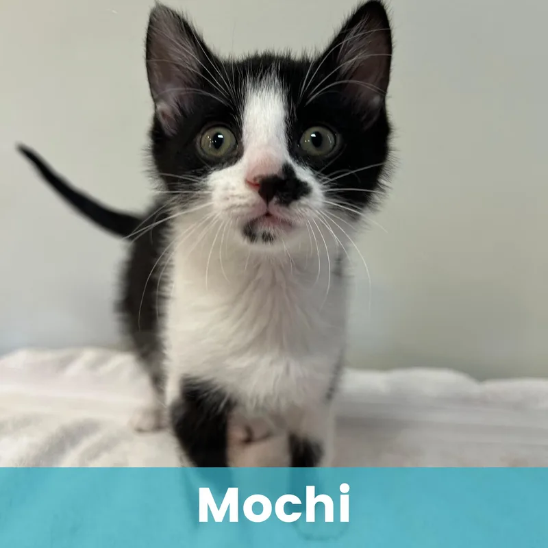 Mochi thumbnail 3